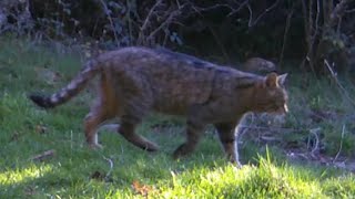 Gato montés Felis silvestris atraviesa el sendero en pleno verano 47A [upl. by Eimia]