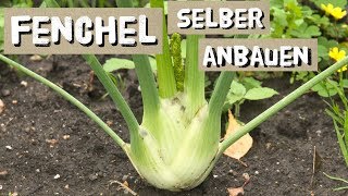 Fenchel Aussaat und Anbautipps  Knollenfenchel selber anbauen [upl. by Chester]