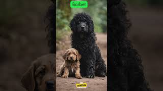 Barbet Dogs breeddogsbreed doginfo generalknowledge [upl. by Oirasor313]