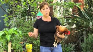 How to Get My Chickens to Lay Eggs Inside the Coop  Garden Space [upl. by Nerot471]