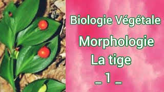 Morphologie VégétaleLa tige partie 01SNVL1S2 [upl. by Eisso625]