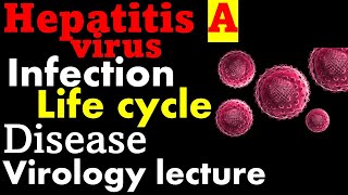 Hepatitis a virus [upl. by Rosella]