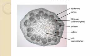 AS level G14 Distribution of vascular tissues in dicotyledonous plants Ms Cooper [upl. by Shanahan]