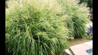 Ornamental Grasses [upl. by Haleigh617]