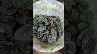 Peperomia caperata [upl. by Sofie]