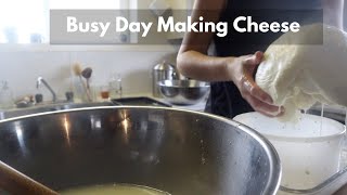 Making Cheese On A Busy Day How I make cheese on the days I have no time for it [upl. by Mandell]