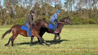 2023 Sutro Morning Moon colts [upl. by Remmus627]