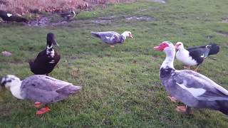 Flying muscovy ducks [upl. by Aihcila]