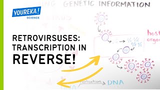 Retroviruses Transcription in Reverse [upl. by Atnoid]