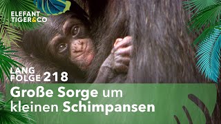 Strenge Beobachtung des Schimpansen Babys Langfolge 218  Elefant Tiger amp Co  ARD [upl. by Erv]