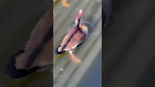 Is this a BlackBellied Whistling Duck A Unique Wetland Bird [upl. by Llevram]