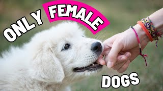 8 Super Weird Things ONLY FEMALE DOGS Do For Their Owner [upl. by Karwan]