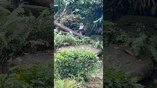 Redcapped Mangabey  Singapore Zoo [upl. by Anelas]