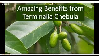 Terminalia chebula health benefits [upl. by Shara82]