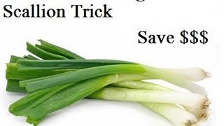 Never Buy Scallions Again The Never Ending Scallion Trick [upl. by Ikin]