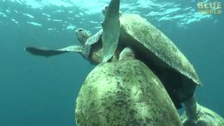 Amazing Sea Turtle Mating Footage [upl. by Rolanda]