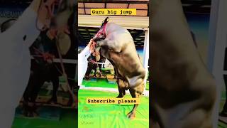 Pagal guru Gorur video  cow sounds  guru dikhao guru gaan  bolo guru cow shortsvideo ytshorts [upl. by Chick]