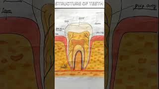 Structure of teeth [upl. by Bevash]