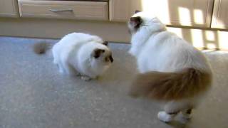 Birman vs Ragdoll Cat  Difference Explained [upl. by Otrevogir]