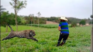 FAZENDEIRO DA DE CARA COM ONÇA E O PIOR ACONTECE [upl. by Alyos]