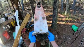 Fleshing a Coon with Necker Fleshing Knife Plus Stretching [upl. by Grey]