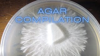 How to Make Agar to Clone Grow Mushroom MEA MYA No Pour Jar Petri Dish Rhizomorphic Mycelium Spores [upl. by Darach546]