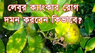 লেবুর ক্যাংকার রোগ জেনে নিন কিভাবে দমন করতে হয় How to control citrus canker disease [upl. by Anoy912]