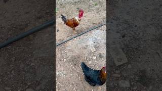 Maíz a las gallinas hazmeviralenyoutube campo campocolombiano [upl. by Pazice857]