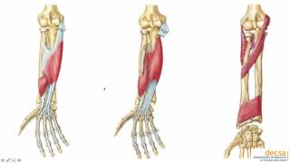 Antebrazo Huesos y Músculos  Anatomía [upl. by Lissie]