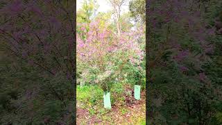 Lespedeza bicolor shortsvedio flowers nature australia [upl. by Pearle]