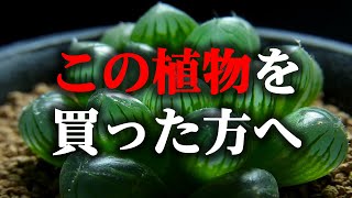 人気の観葉植物オブツーサとは何者…？【多肉植物ハオルチア】 [upl. by Llewxam]