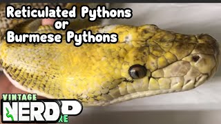 BURMESE OR RETICULATED PYTHONS AS PETS SNAKE ADVICE [upl. by Ahab]