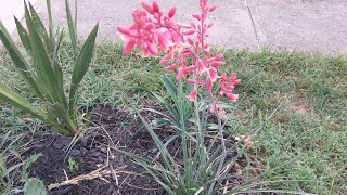 Cincinnati xeric planting and hesperaloe in full bloom [upl. by Esille]