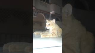 Why Is Cat Sad and How Can I Make Them Happy youtube4animal youtube4cat cat cats animals pets [upl. by Steve]