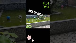 Kick the balls kickball football playball funvideo funnyvideo entertainment [upl. by Aynodal]