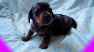 cute little barking mini dachshund puppy [upl. by Seuqramed]