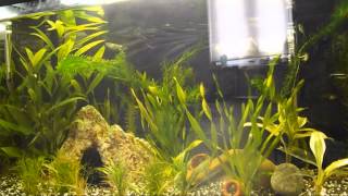 Aquatic Snails in Aquariums [upl. by Azzil81]