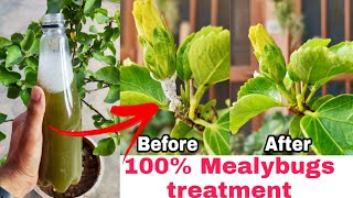 100 Mealybugs treatment How to remove white mealybugs from hibiscus save plants from insects [upl. by Eirhtug]