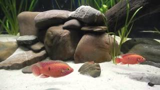 Hemichromis Guttatus mit Brut 020 [upl. by Notlrak664]