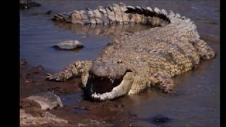 Awash National Park Ethiopia [upl. by Anial]