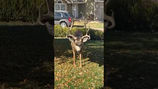 Huge Neighborhood Mule Deer Only in Colorado [upl. by Llednohs]