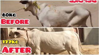 Gurya Transformed 60Kg to 177Kg  PALAI SERVICE  IBRAHIM ISMAIL CATTLE FARM [upl. by Ettenaej]