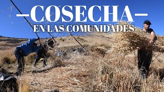 Comunidades andinas cultura y costumbres ancestrales – cosecha de avena [upl. by Sessilu]