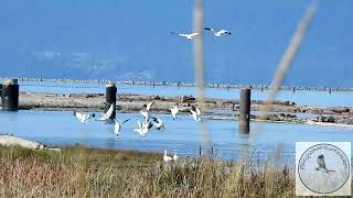 Snow Geese returnwith their offspring [upl. by Nerrej945]