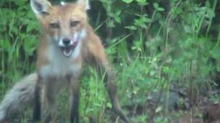 Red Fox catches a Rabbit [upl. by Eillo702]