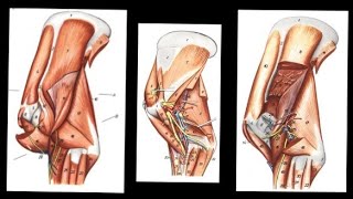 Muscles of Arm Region  Myology  NDVSU  1st Year Lecture [upl. by Alex]