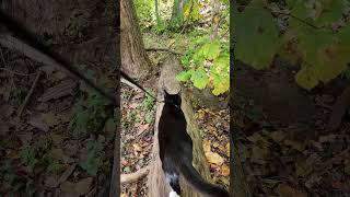 Walk 101624  Camina Walks Across A Tree Bridge I  Hills amp Dales cat nature hiking [upl. by Ennybor]