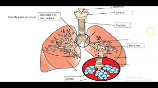 Diagrams Review Powerpoint VETERINARY ASSISTANT EDUCATION [upl. by Pangaro]