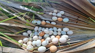 wow wow wow pick a lot of eggs and snails Best handpicked [upl. by Dlorej846]