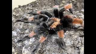 Brachypelma emilia Red legged Tarantular pairing [upl. by Meredithe]